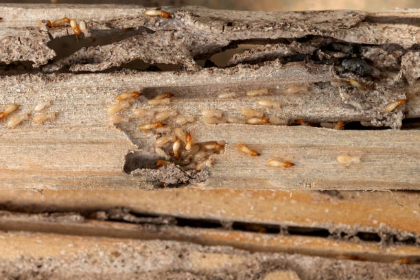 Insect Control in Port Ludlow, WA